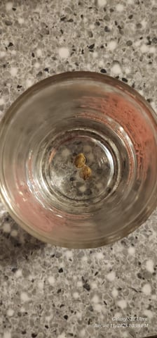 Time to play ▶️  — germination, day 2