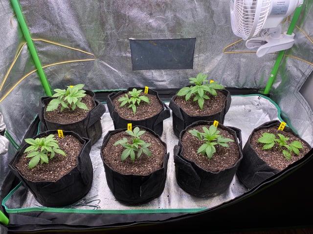The White X Run Away Bride #3 — vegetative, day 23