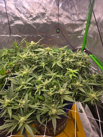 Fastbuds Autoflower Run — flower, day 64