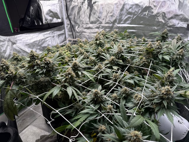 Green Gelato — flower, day 102