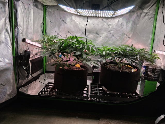 fruity pebbles, cap junky — flower, day 64