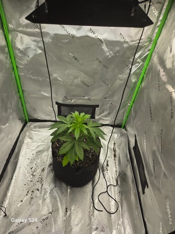 First Time — vegetative, day 1