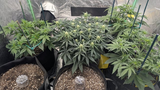 Perpetual Autoflower Mixed Grow #3 — vegetative, day 34