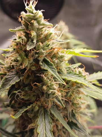 black gorilla feminized — flower, day 23