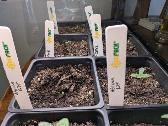 Grow Tent Starts — seedling_rooting, day 12