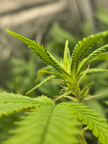 First Grow — flower, day 71