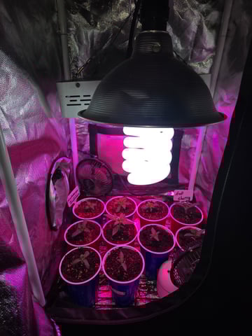 fruitstripe-x-breathworks VS Tropical cherry vs kush cake. vs og haze — vegetative, day 18