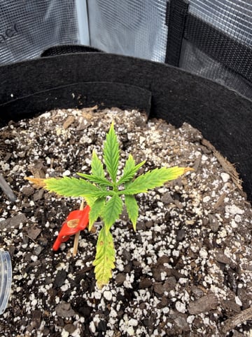Gorilla Cookies — 1st Grow — vegetative, day 29