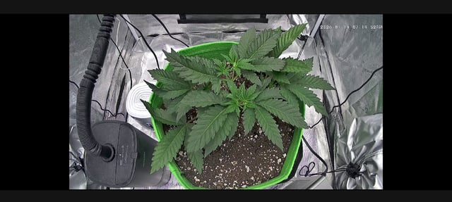 FastBuds Photo-Lemon Mandarin  — vegetative, day 37