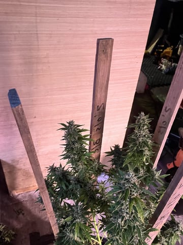 Mike Tyson Colab — harvest, day 112
