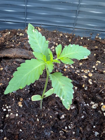 Galicane Fem — vegetative, day 19