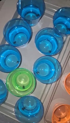 Autoflower/photos  — germination, day 3