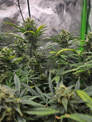 Casey Jones — flower, day 1