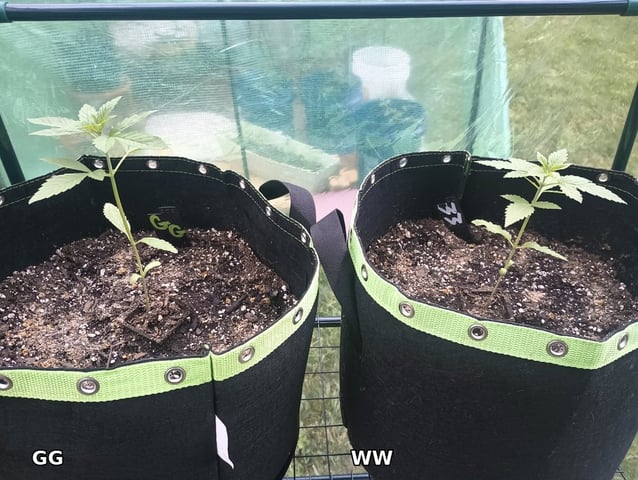 My first grow — vegetative, day 1