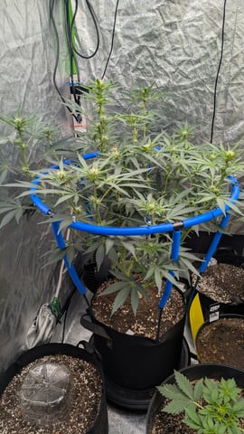 Mixed Grow — grow_setup, day 44
