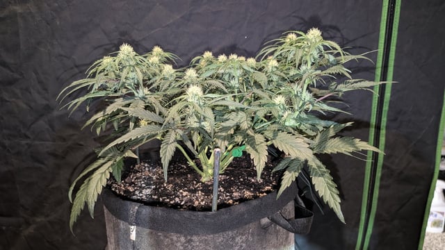 Perpetual Autoflower Mixed Grow #3 — vegetative, day 35