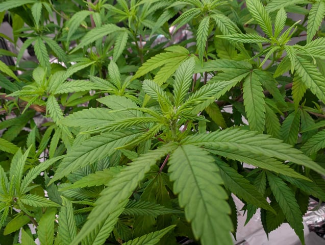 Black African Magic — flower, day 77