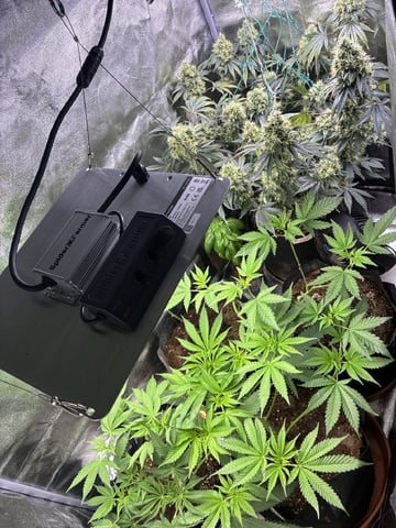 Purple Punch And Runts — flower, day 25