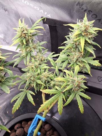 BABY SISTER — flower, day 87