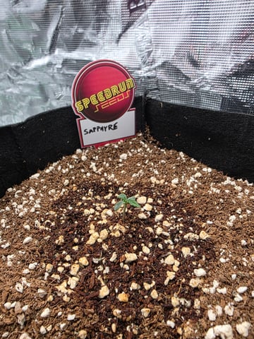 Sapphyre & Rockslide — seedling_rooting, day 1