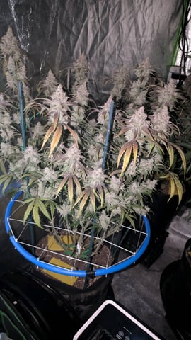 Mixed Grow — flower, day 99