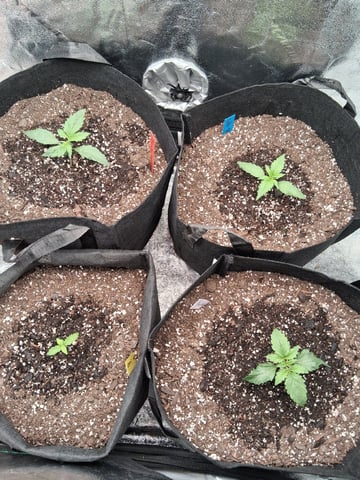 Lemon Cherry Cookies, Purple Haze and Strawberry Gorilla Grows — seedling_rooting, day 121