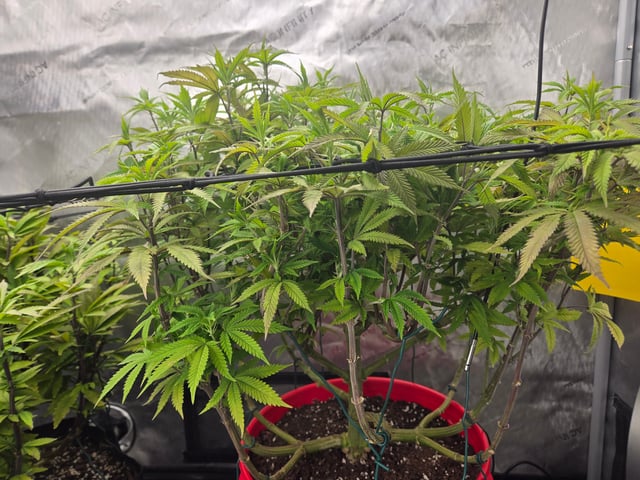 First Grow — vegetative, day 49