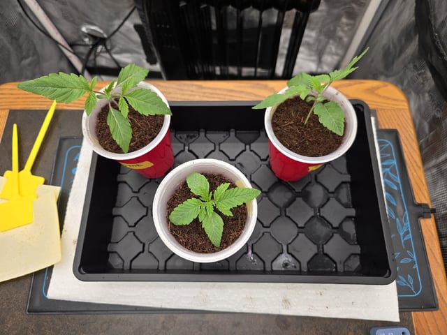 Grow 5.o — seedling_rooting, day 10
