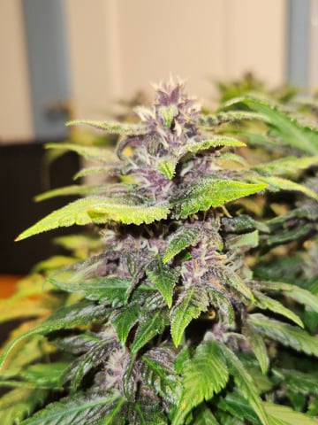 Autoflower grow. my first grow  — flower, day 76