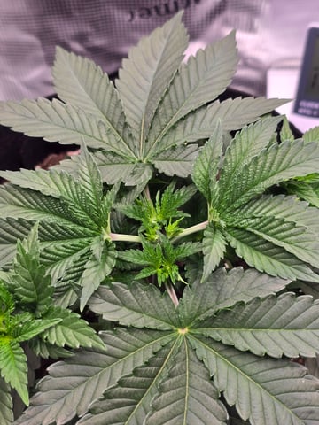 Northern lights #10 (Alaska) — vegetative, day 21