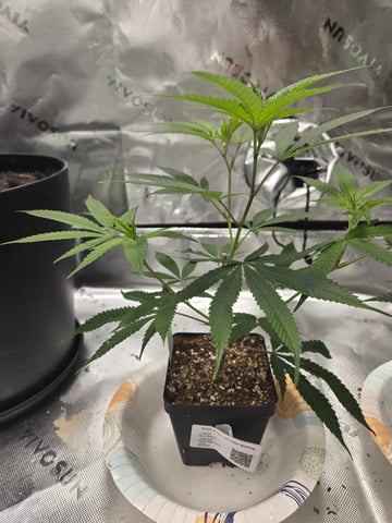 Evermore clones — vegetative, day 5