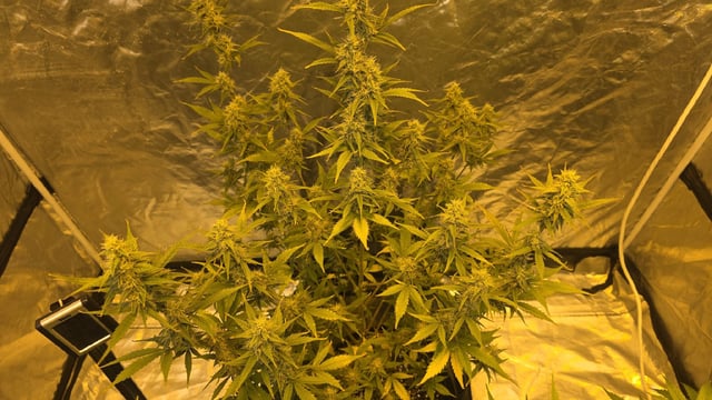 Grow #2 Thank You to All that helped guide me, offered advice, gave insight, or complimented progress. Now to apply some of what I learned the first go-round.  — flower, day 60