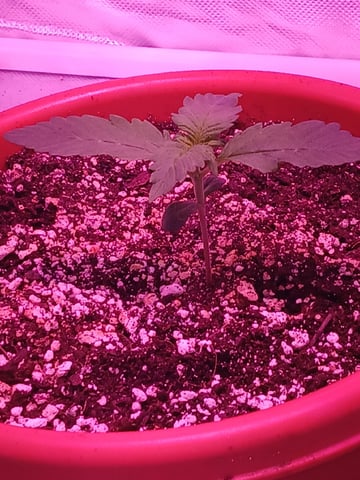 CountryG  — seedling_rooting, day 15