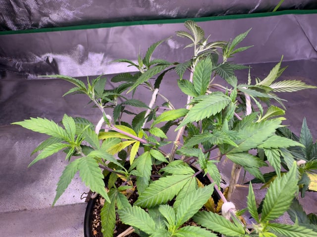 Green Gelato — vegetative, day 16
