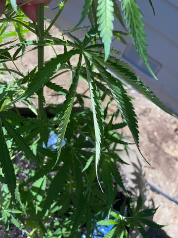  Apollo outdoor — vegetative, day 14
