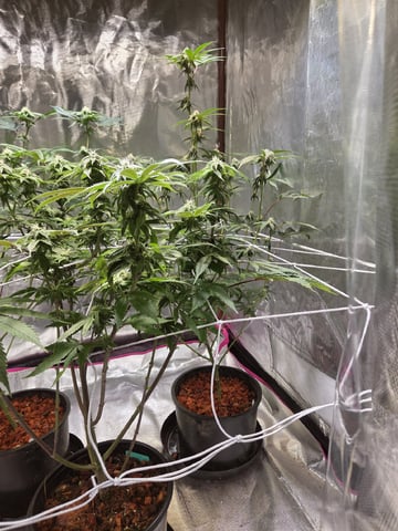 First Indoor Grow — flower, day 7