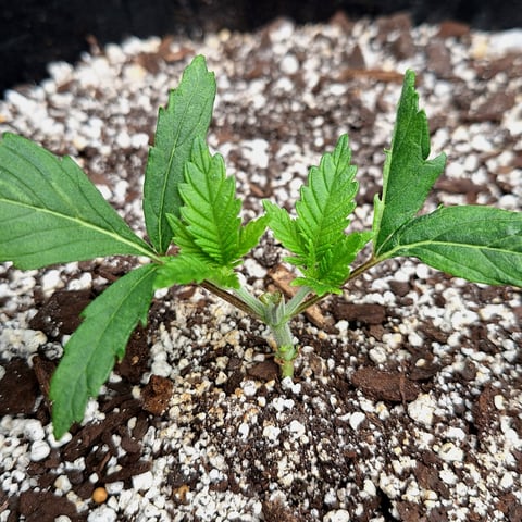 Blackberry Kush — vegetative, day 20
