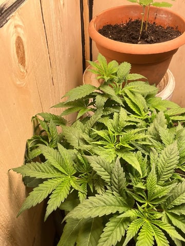 white 🕷️  — vegetative, day 42