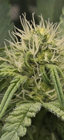 Maple Nectar  — flower, day 61