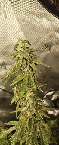 Last girls got kicked. — flower, day 150