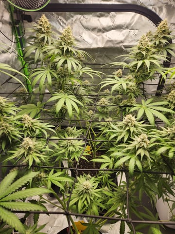 Blue — flower, day 17