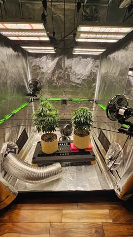 GT2 — vegetative, day 70