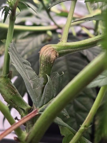 Funk Mountain 2 — flower, day 27