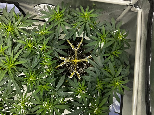 XJ-13 x Pennywise — vegetative, day 71