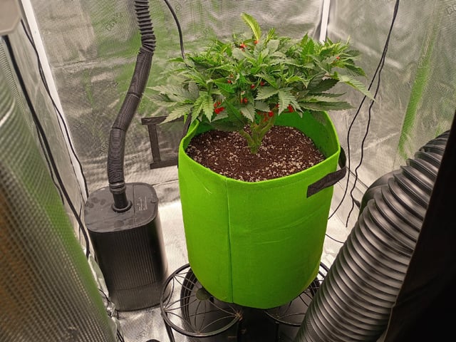 FastBuds Photo-Lemon Mandarin  — vegetative, day 58