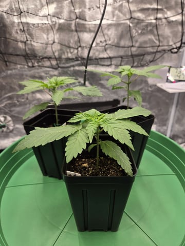 Zoap & Mimosa x OrangePunch — seedling_rooting, day 15