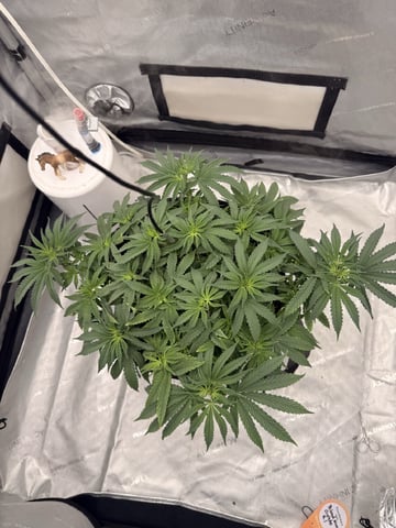 BloodMoon Gelato — vegetative, day 57