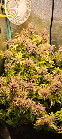 $chooners Grow — flower, day 40