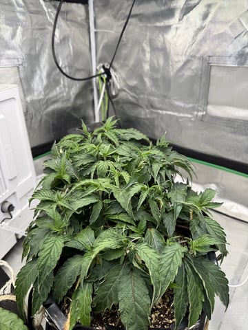 Late Season Start  — vegetative, day 35