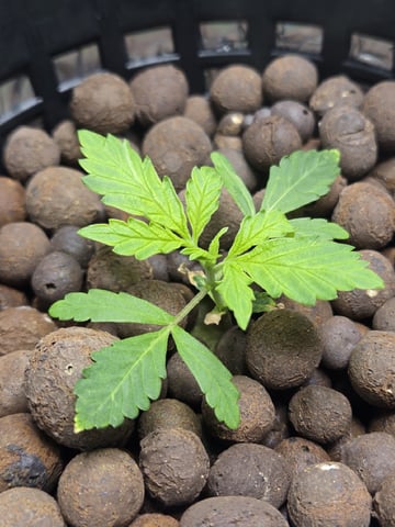 STELLA — seedling_rooting, day 35